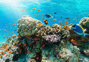 Papermoon Fototapete "UNTERWASSER-WELT-GOURAMI FISCHE KORALLE SEE MEER TIERE"