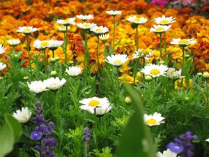 Papermoon Fototapete "Blumenwiese"