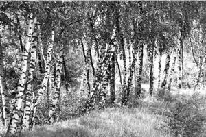 Papermoon Fototapete Birkenwald Schwarz & Weiß