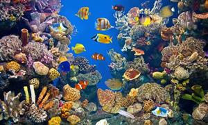 Papermoon Fototapete UNTERWASSER-WELT-FISCHE KORALLE SEE MEER TIERE OZEAN