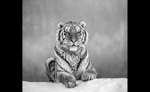 Papermoon Fototapete "Tiger Portrait Schwarz & Weiß"