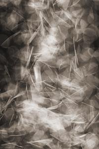 Moooi Carpets  Vloerkleed Falling Petals Low Pile -