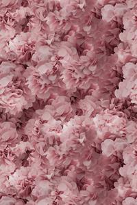 Moooi Carpets  Laagpolig Vloerkleed Hortensia Pink Low Pile -