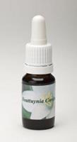 Star remedies Houttuynia cordata 10ml