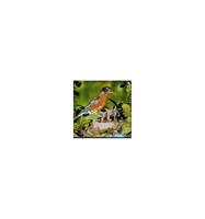 Animal Essences Robin (roodborstje) 30 ml