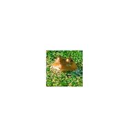 Animal Essences Frog (kikker) 30 ml