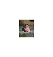 Animal Essences Hippopotamus (nijlpaard)