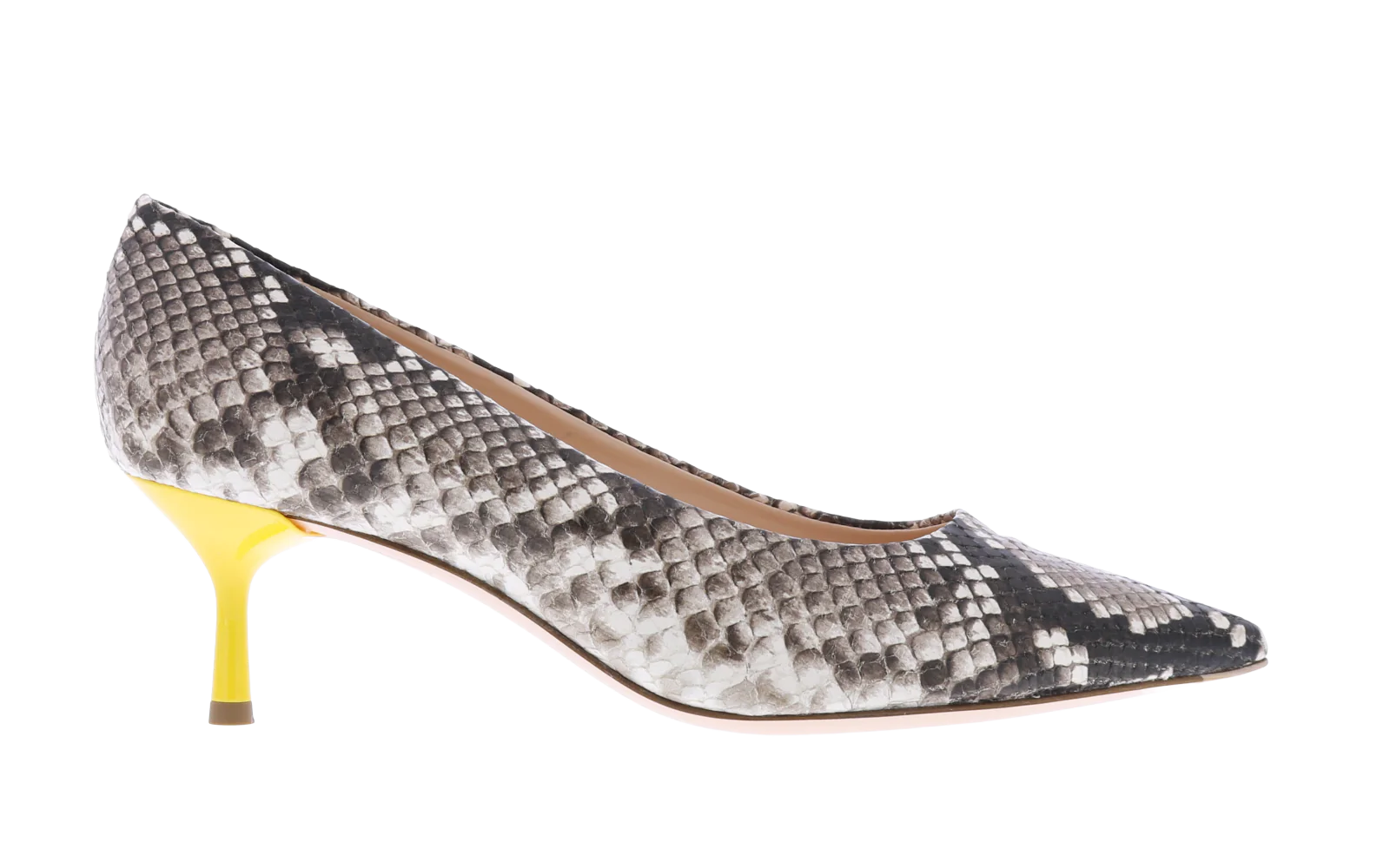 Attilio Giusti Leombruni Dames python bicolor