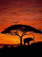 KOMAR Fototapete African Sunset, 4-teilig