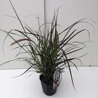 Lampenpoetsersgras (Pennisetum setaceum "Rubrum") siergras - In 2 liter pot - 1 stuks