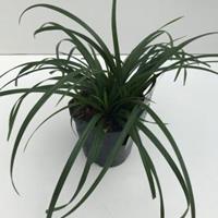 Plantenwinkel.nl Zegge (Carex "Irish Green") siergras - In 2 liter pot - 1 stuks