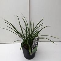 Zegge (Carex morrowii "Variegata") siergras