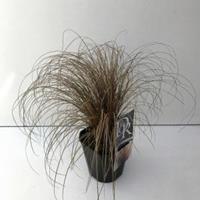 Plantenwinkel.nl Zegge (Carex comans "Bronze Form") siergras