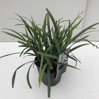 Zegge (Carex laxiculmis "Bunny Blue") siergras - In 2 liter pot - 1 stuks