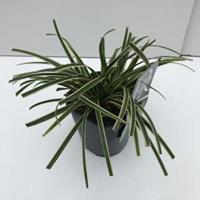 Plantenwinkel.nl Zegge (Carex morrowii "Ice Dance") siergras - In 2 liter pot - 1 stuks
