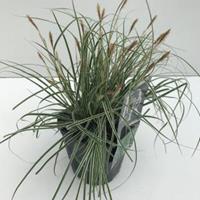 Plantenwinkel.nl Zegge (Carex oshimensis "Everest") siergras - In 2 liter pot - 1 stuks