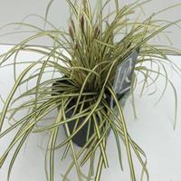 Plantenwinkel.nl Zegge (Carex oshimensis "Evergold") siergras - In 2 liter pot - 1 stuks