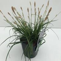 Plantenwinkel.nl Zegge (Carex oshimensis "Everlime") siergras - In 2 liter pot - 1 stuks