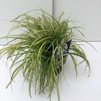 Zegge (Carex oshimensis "Eversheen") siergras