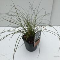 Zegge (Carex testacea "Prairie Fire") siergras - In 2 liter pot - 1 stuks