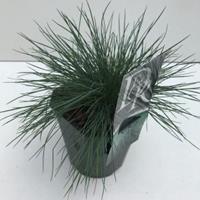 Zwenkgras (Festuca glauca "Elijah Blue") siergras - In 2 liter pot - 1 stuks