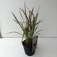 Japans bloedgras (Imperata cylindrica "Red Baron") siergras