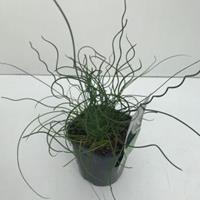 Plantenwinkel.nl Krulpitrus (Juncus effusus "Spiralis") siergras - In 2 liter pot - 1 stuks