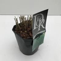 Plantenwinkel.nl Prachtriet (Miscanthus sinensis "Gracillimus") siergras - In 2 liter pot - 1 stuks