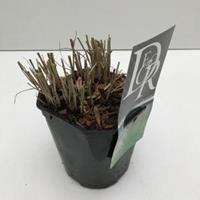 Plantenwinkel.nl Prachtriet (Miscanthus sinensis "Kleine Silberspinne") siergras - In 2 liter pot - 1 stuks