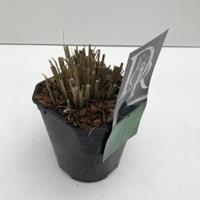 Plantenwinkel.nl Prachtriet (Miscanthus sinensis "Morning Light") siergras - In 2 liter pot - 1 stuks
