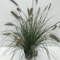 Lampenpoetsersgras (Pennisetum alopecuroides "Hameln") siergras - In 3 liter pot - 1 stuks