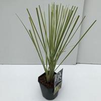 Plantenwinkel.nl Dwergpampasgras (Cortaderia selloana "Mini Gold Pampas") - In 2 liter pot - 1 stuks