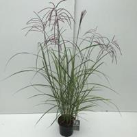 Plantenwinkel.nl Prachtriet (Miscanthus sinensis "Ferner Osten") siergras - In 3 liter pot - 1 stuks