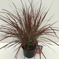 Plantenwinkel.nl Lampenpoetsersgras (Pennisetum setaceum "Fireworks") siergras - In 3 liter pot - 1 stuks