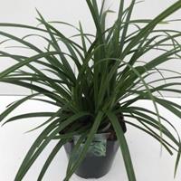 Plantenwinkel.nl Zegge (Carex "Irish Green") siergras - In 5 liter pot - 1 stuks
