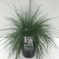 Plantenwinkel.nl Zwenkgras (Festuca glauca "Elijah Blue") siergras - In 5 liter pot - 1 stuks