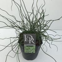 Plantenwinkel.nl Krulpitrus (Juncus effusus "Spiralis") siergras - In 5 liter pot - 1 stuks