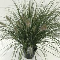 Plantenwinkel.nl Lampenpoetsersgras (Pennisetum alopecuroides "Hameln") siergras - In 5 liter pot - 1 stuks