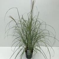 Plantenwinkel.nl Prachtriet (Miscanthus sinensis "Flamingo") siergras - In 5 liter pot - 1 stuks