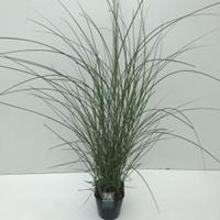 Plantenwinkel.nl Prachtriet (Miscanthus sinensis "Gracillimus") siergras - In 5 liter pot - 1 stuks