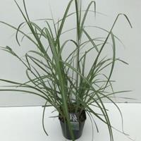 Plantenwinkel.nl Prachtriet (Miscanthus sinensis "Malepartus") siergras - In 5 liter pot - 1 stuks