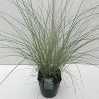 Plantenwinkel.nl Prachtriet (Miscanthus sinensis "Morning Light") siergras - In 5 liter pot - 1 stuks