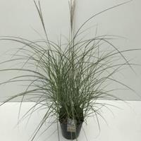 Plantenwinkel.nl Prachtriet (Miscanthus sinensis "Red Chief") siergras - In 5 liter pot - 1 stuks