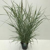 Vingergras (Panicum virgatum "Prairie Sky") siergras - In 5 liter pot - 1 stuks