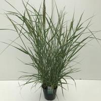 Plantenwinkel.nl Vingergras (Panicum virgatum "Prairie Sky") siergras - In 5 liter pot - 1 stuks