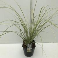 Plantenwinkel.nl Dwergpampasgras (Cortaderia selloana "Mini Gold Pampas") - In 5 liter pot - 1 stuks