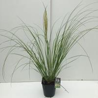 Plantenwinkel.nl Dwergpampasgras (Cortaderia selloana "Mini Pampas") siergras - In 5 liter pot - 1 stuks