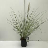 Dwergpampasgras (Cortaderia selloana "Mini Silverpampas") siergras - In 5 liter pot - 1 stuks