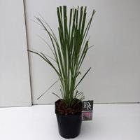 Plantenwinkel.nl Pampasgras (Cortaderia selloana "Rosea") siergras - In 5 liter pot - 1 stuks