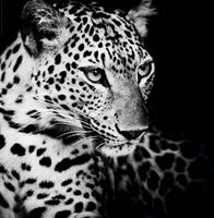 Expo XL Kings Of Nature: Leopard - Maxi Poster (B-656)